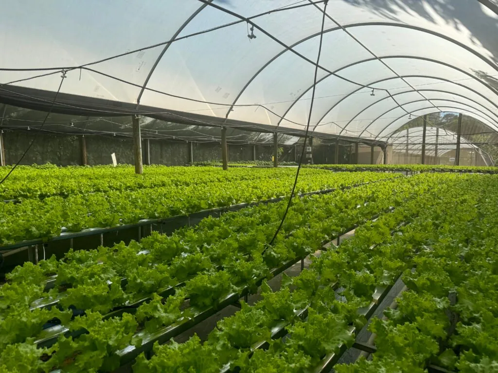 Rows of lettuce in NFT channels under the greenhouse's hoop roof.
