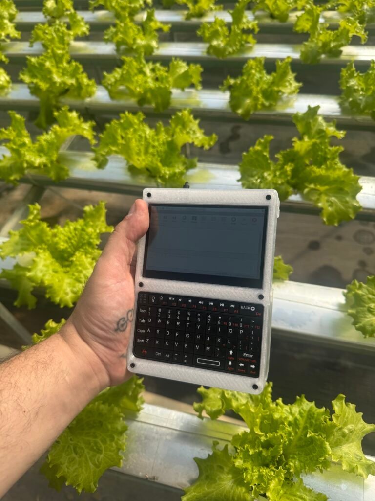 Lechuga hidropónica en detalle