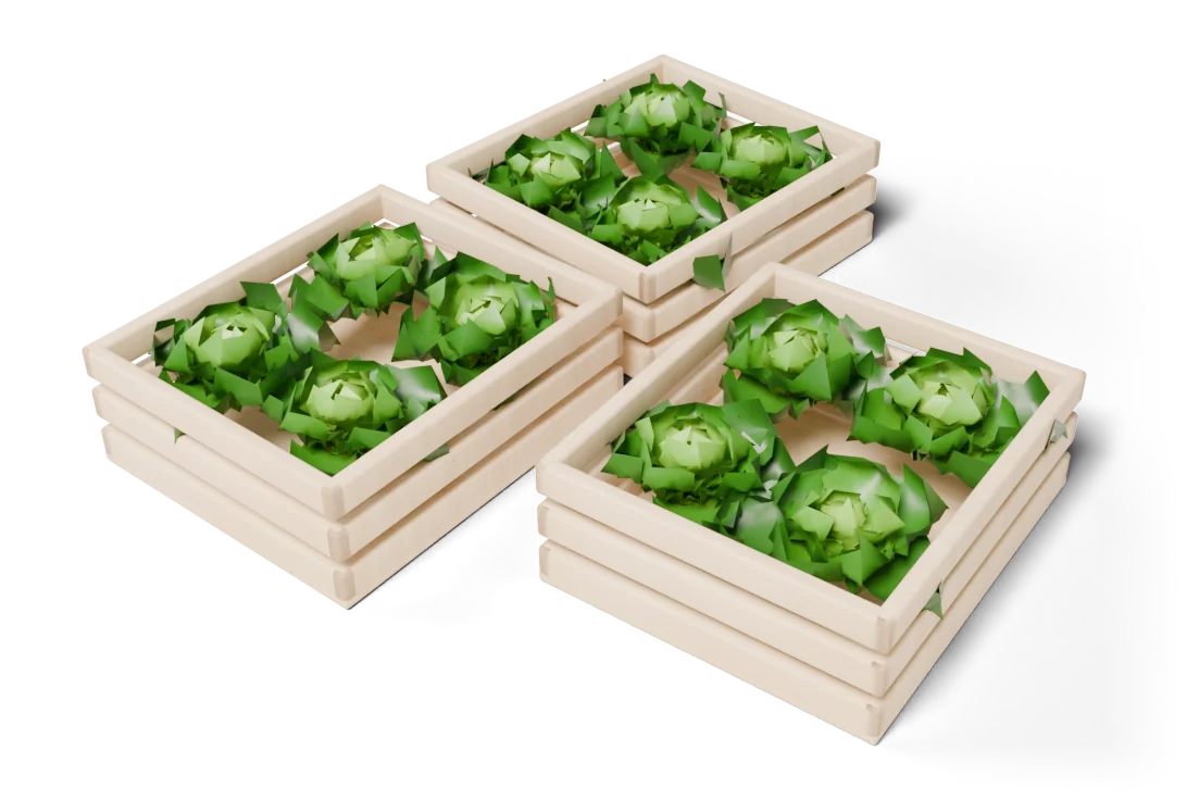 Wooden crates of harvested lettuce.